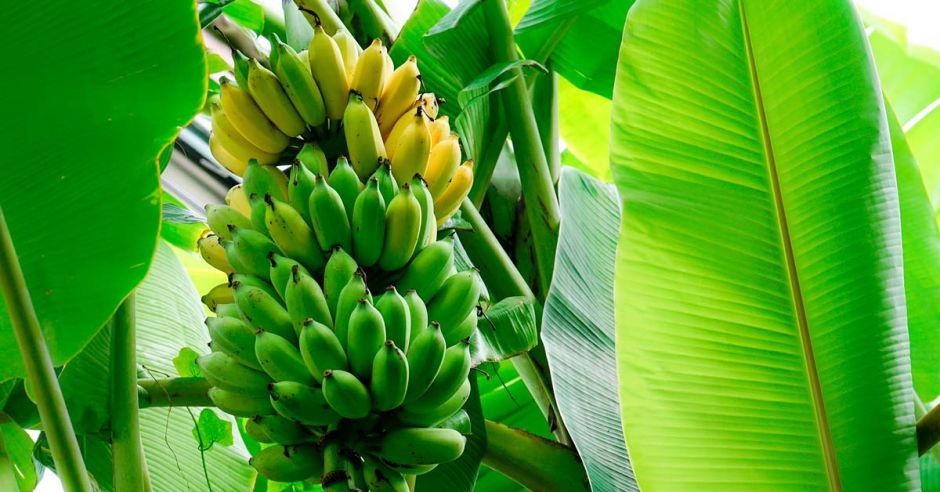 banana non fiiii