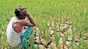 kisan non fii 4