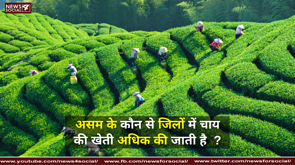 असम के कौन से जिलों में चाय की खेती अधिक की जाती है  ?